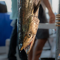 46th Annual Swansboro Rotary King Mackerel Five-O Tournament